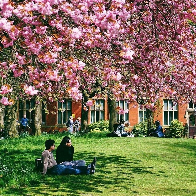 University of Sheffield